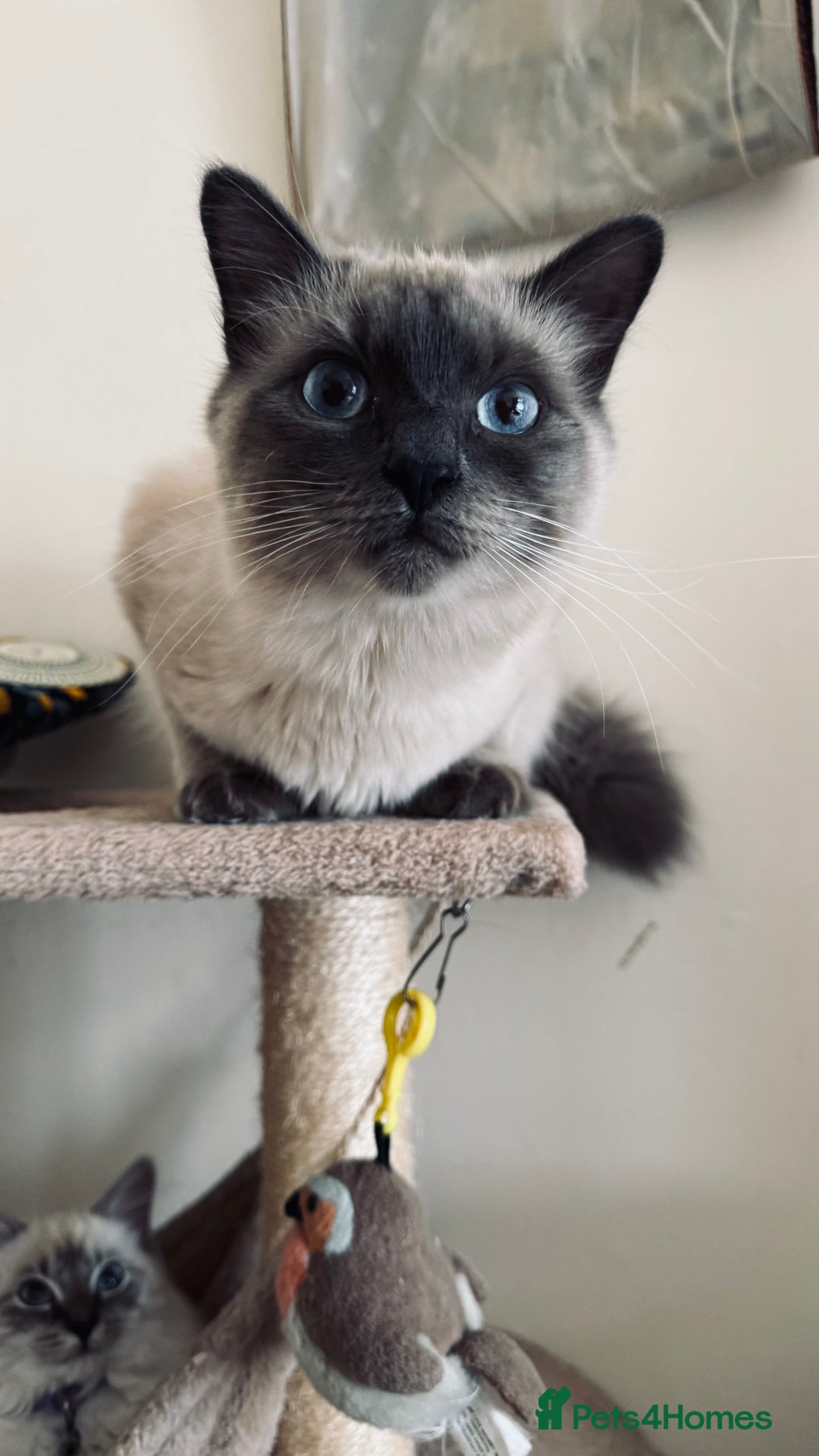 Ragdoll cats for sale: Ragdolls for sale - Image 7