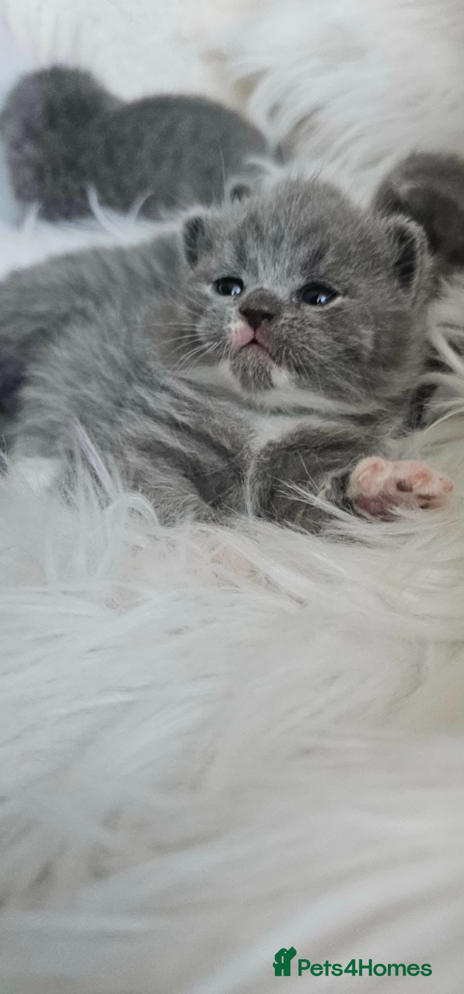 British Shorthair cats British Shorthair Kittens GCCF - Advert 1