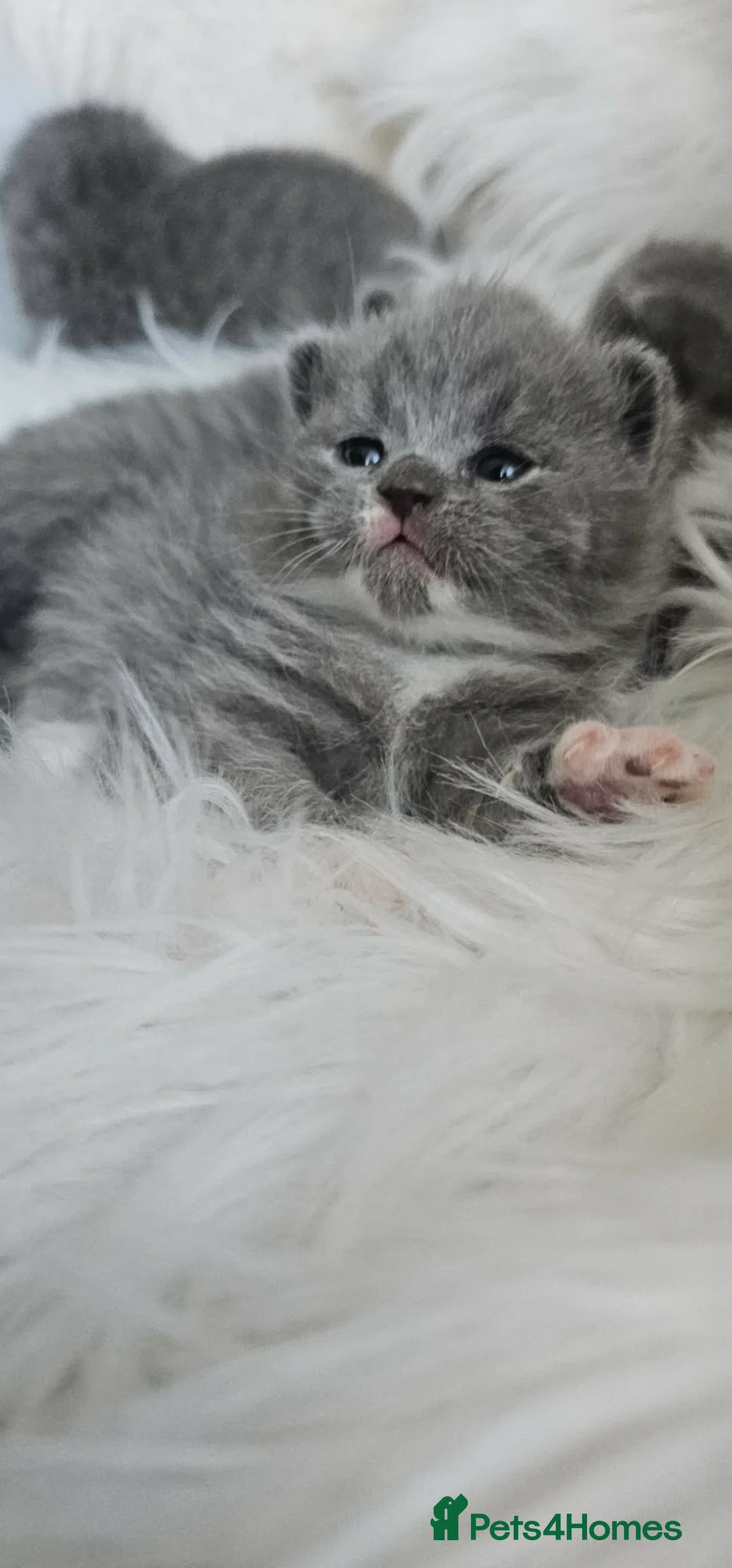 British Shorthair cats for sale: British Shorthair Kittens GCCF - Advert 2