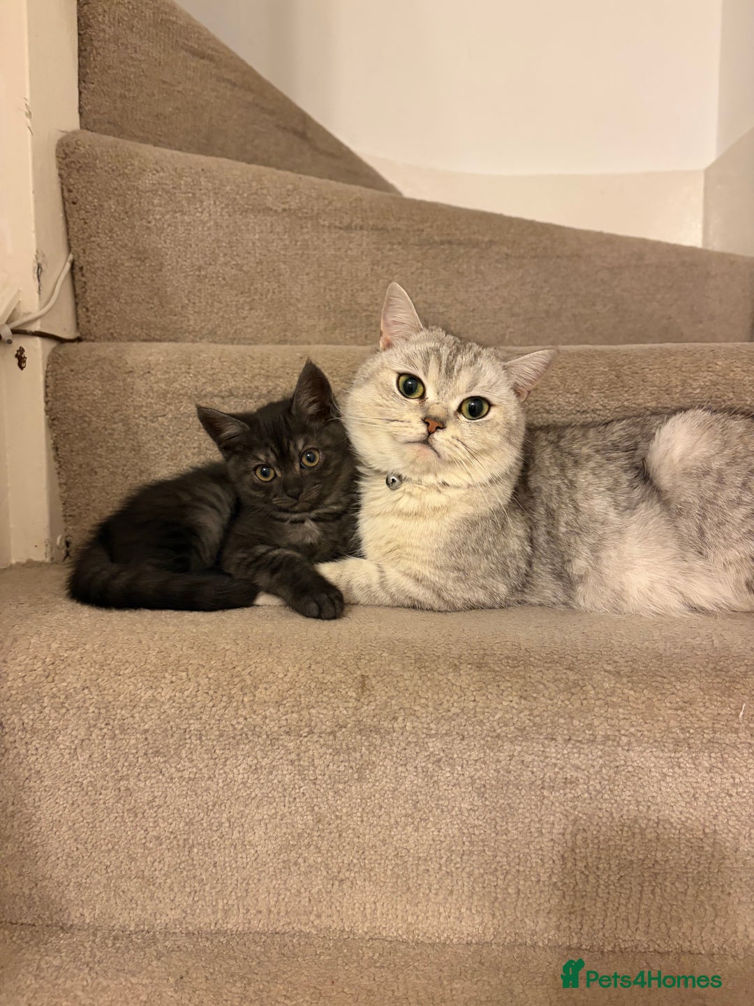 British Shorthair cats for sale: British short hair/persian mother - Advert 1