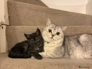 British Shorthair cats British short hair/persian mother - Advert 13
