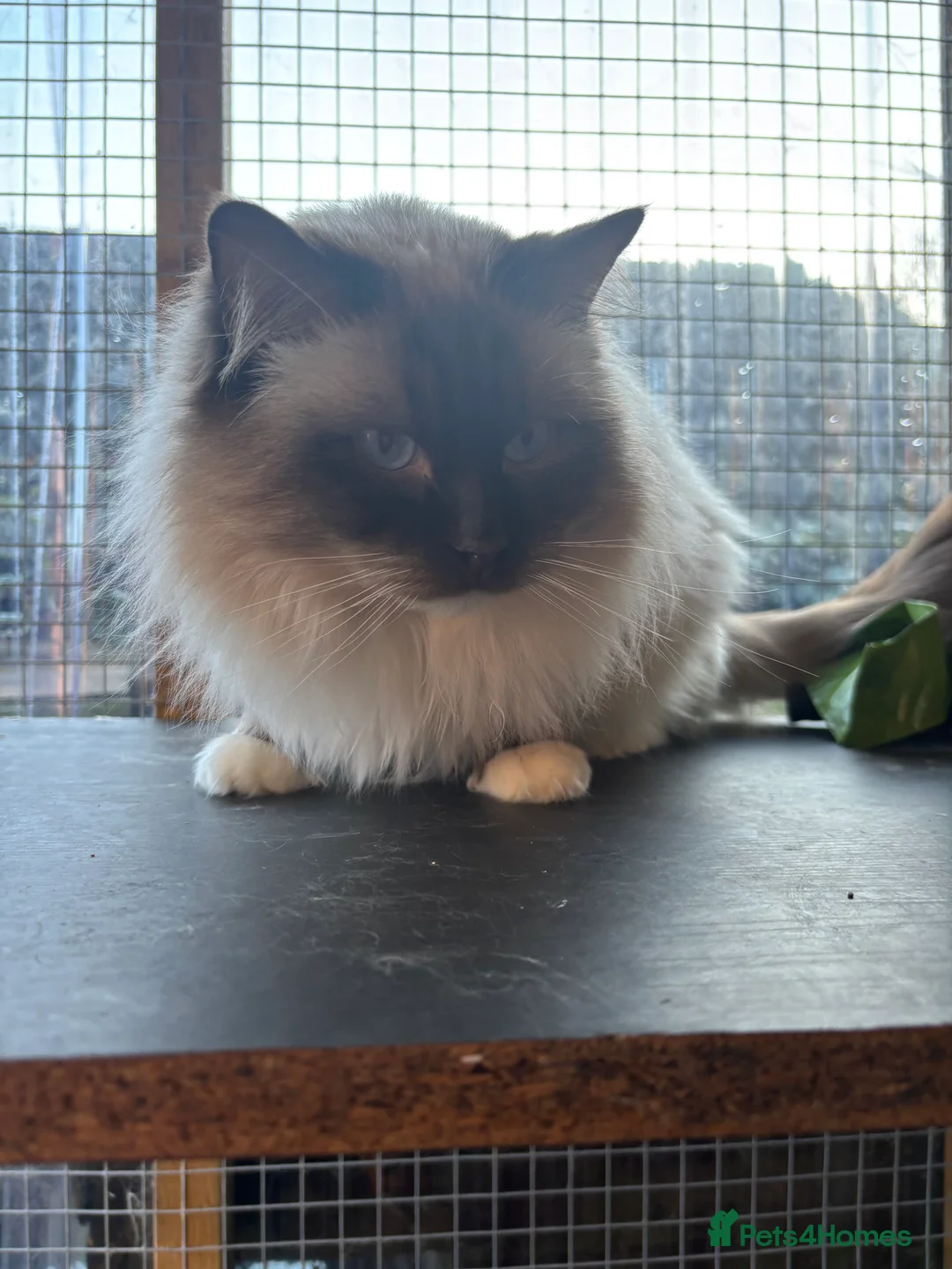 Ragdoll cats for stud: Gorgeous GGCF/TICA chocolate  mitted ragdoll in Norwich - Advert 16