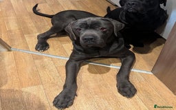 Cane Corso dogs for stud: Big boy chaos🐾 - Image 4