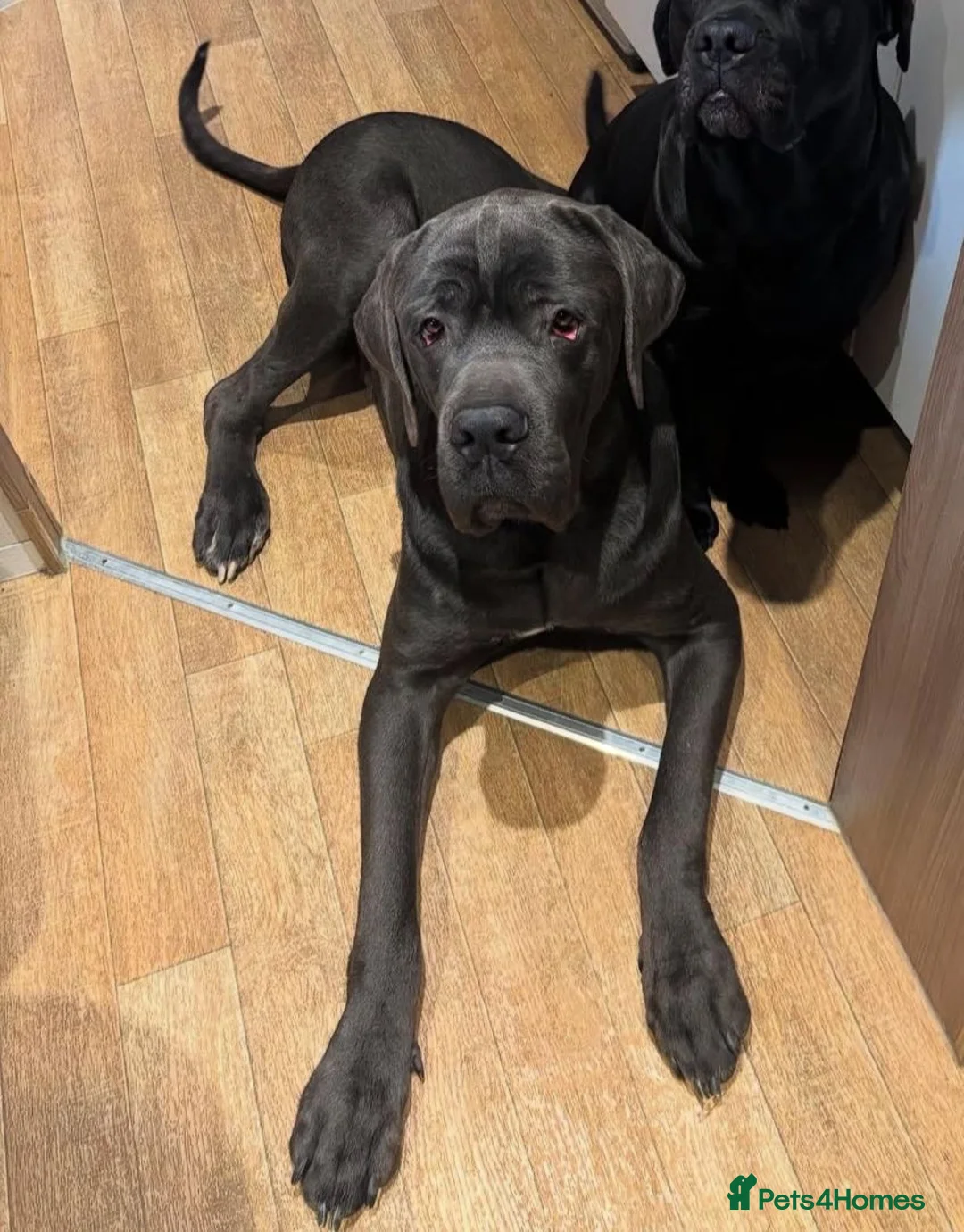 Cane Corso dogs for stud: Big boy chaos🐾 - Advert 7