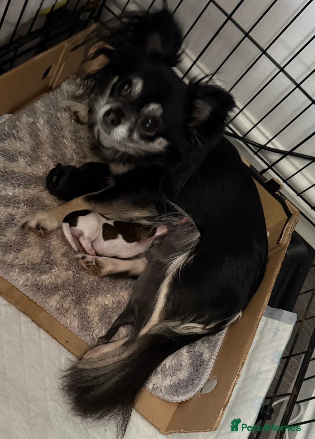 Chihuahua dogs for sale: Long haired chihuahua puppies in Abergavenny - Advert 2