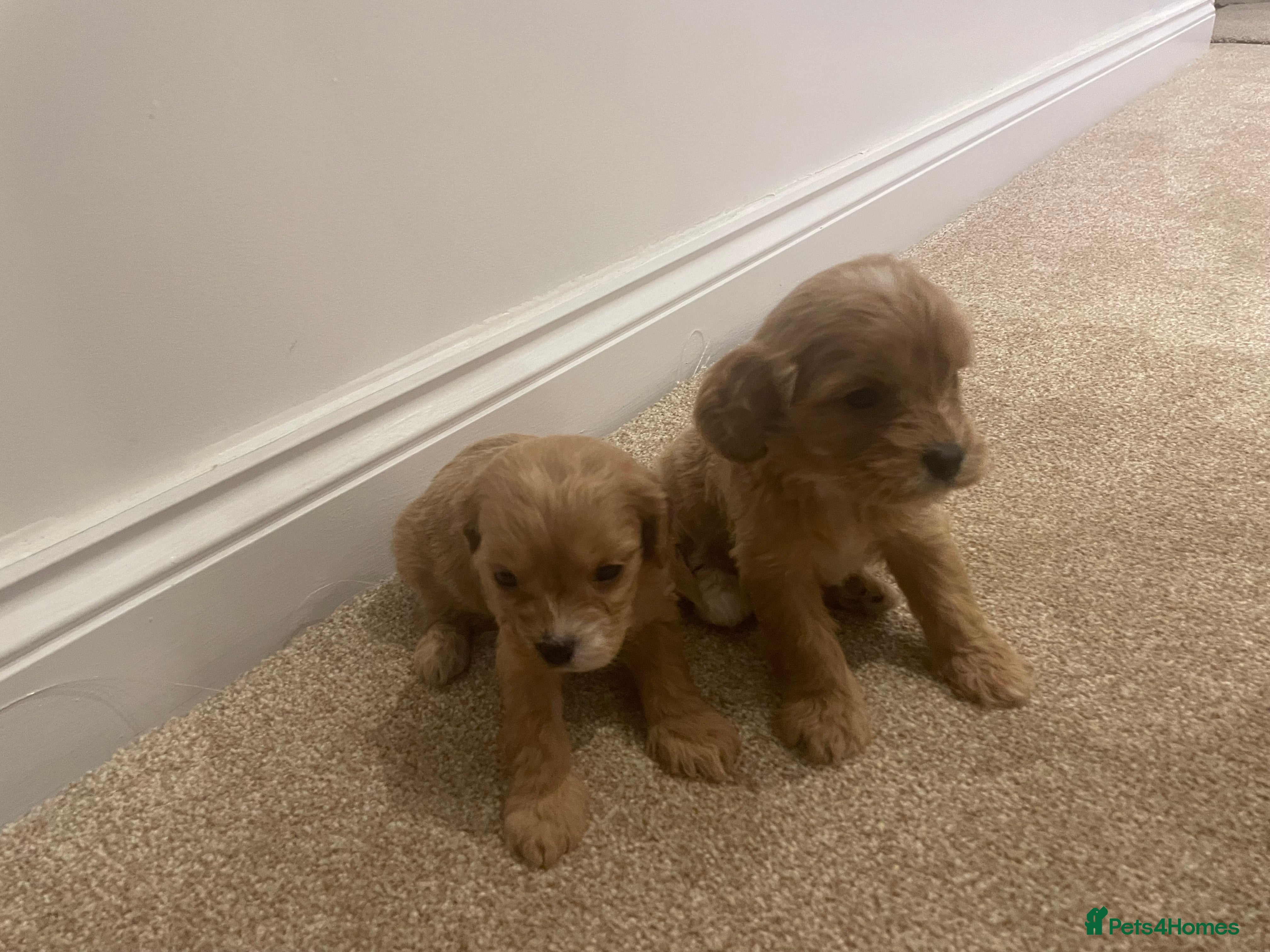 Cavapoo dogs F1 cavapoo puppys - Advert 3