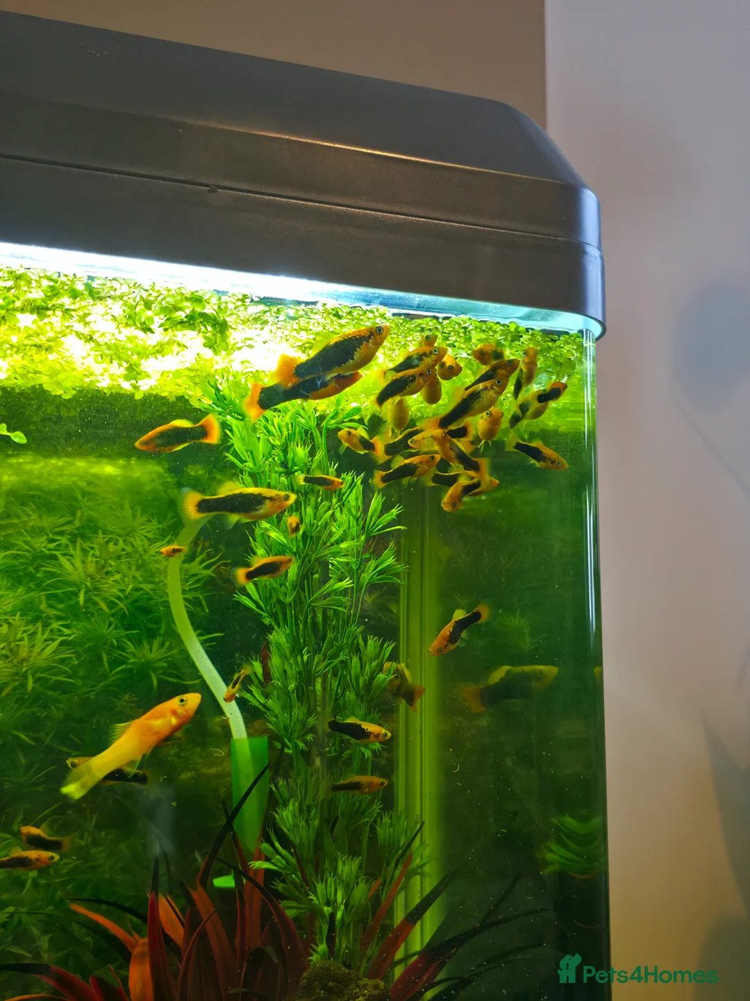 Mollies fish for sale: Healthy mollies  in Weston-super-Mare - Advert 2