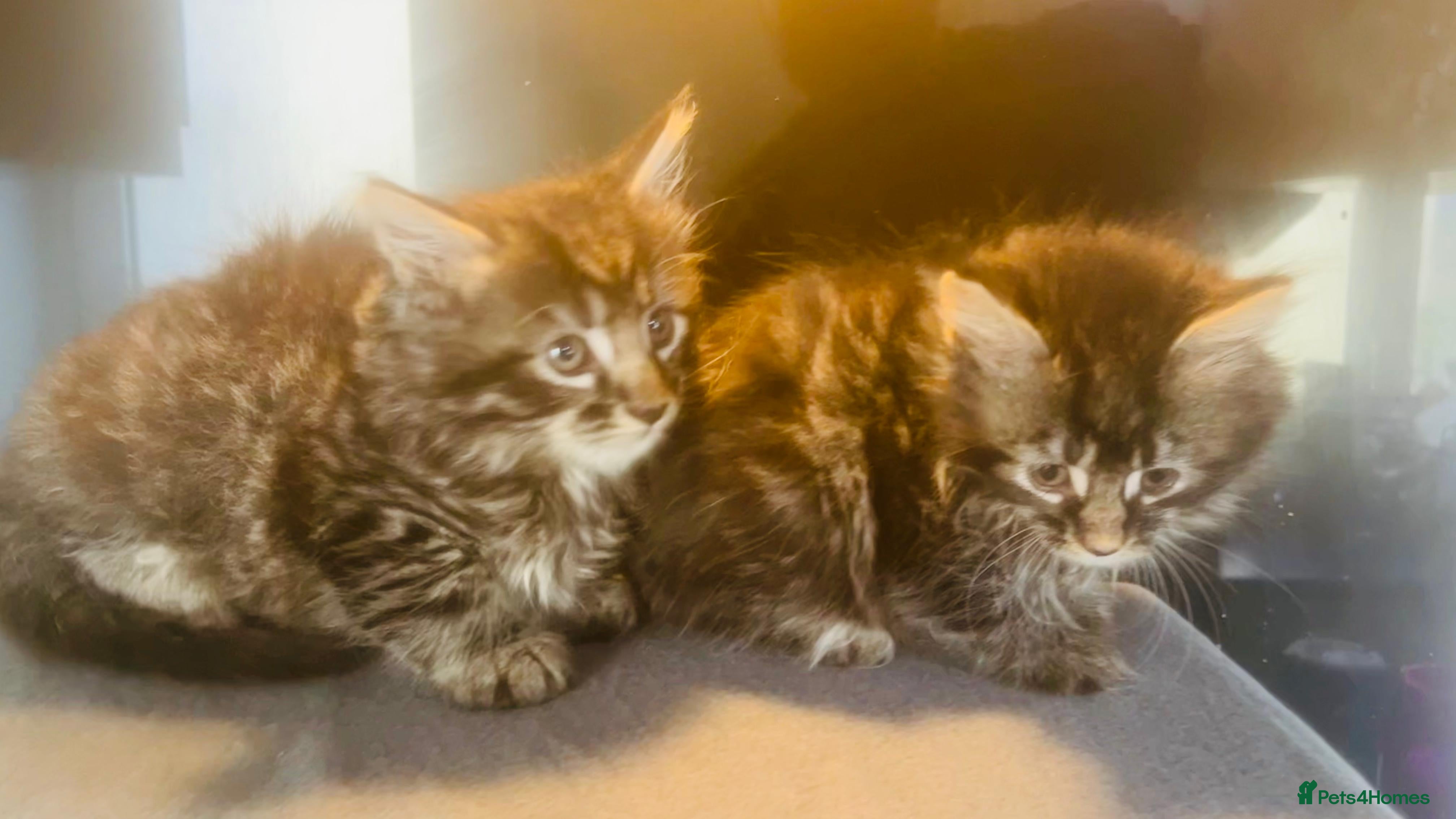 Mixed Breed cats Stunning Maine coon kittens ready now for new home - Advert 1