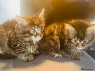 Mixed Breed cats Stunning Maine coon kittens ready now for new home - Advert 1