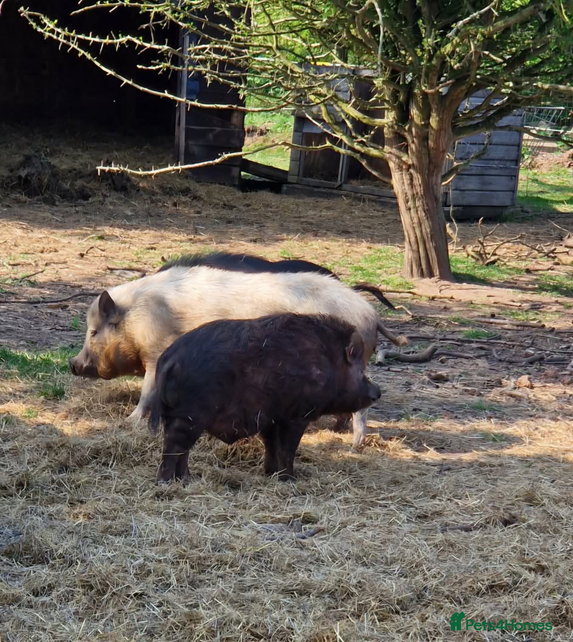 Pig livestock Young male pig , juliana , micro pig - Advert 9