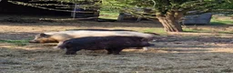 Pig livestock for sale: Young male pig , juliana , micro pig - Advert 1