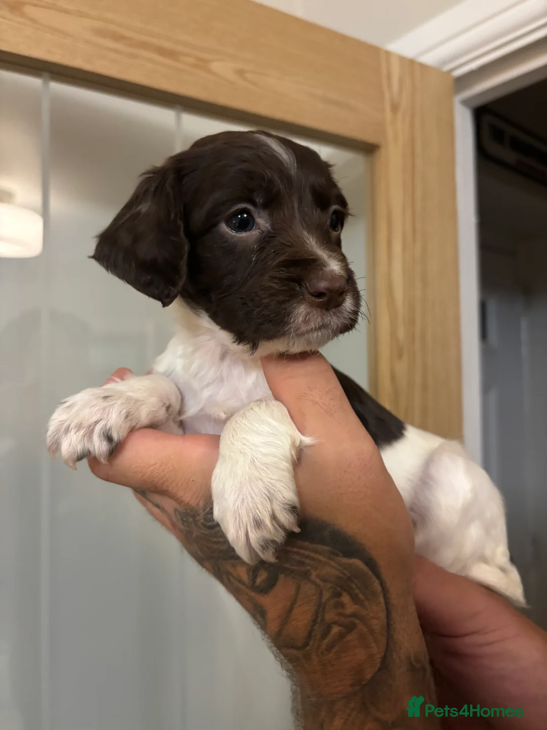English Springer Spaniel dogs for sale: 🐾 English Springer Spaniel Puppies for Sale 🐾 - Advert 6