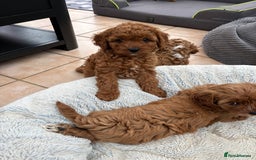 Cavapoo dogs for sale: Mr cavapoo F1B  - Image 10