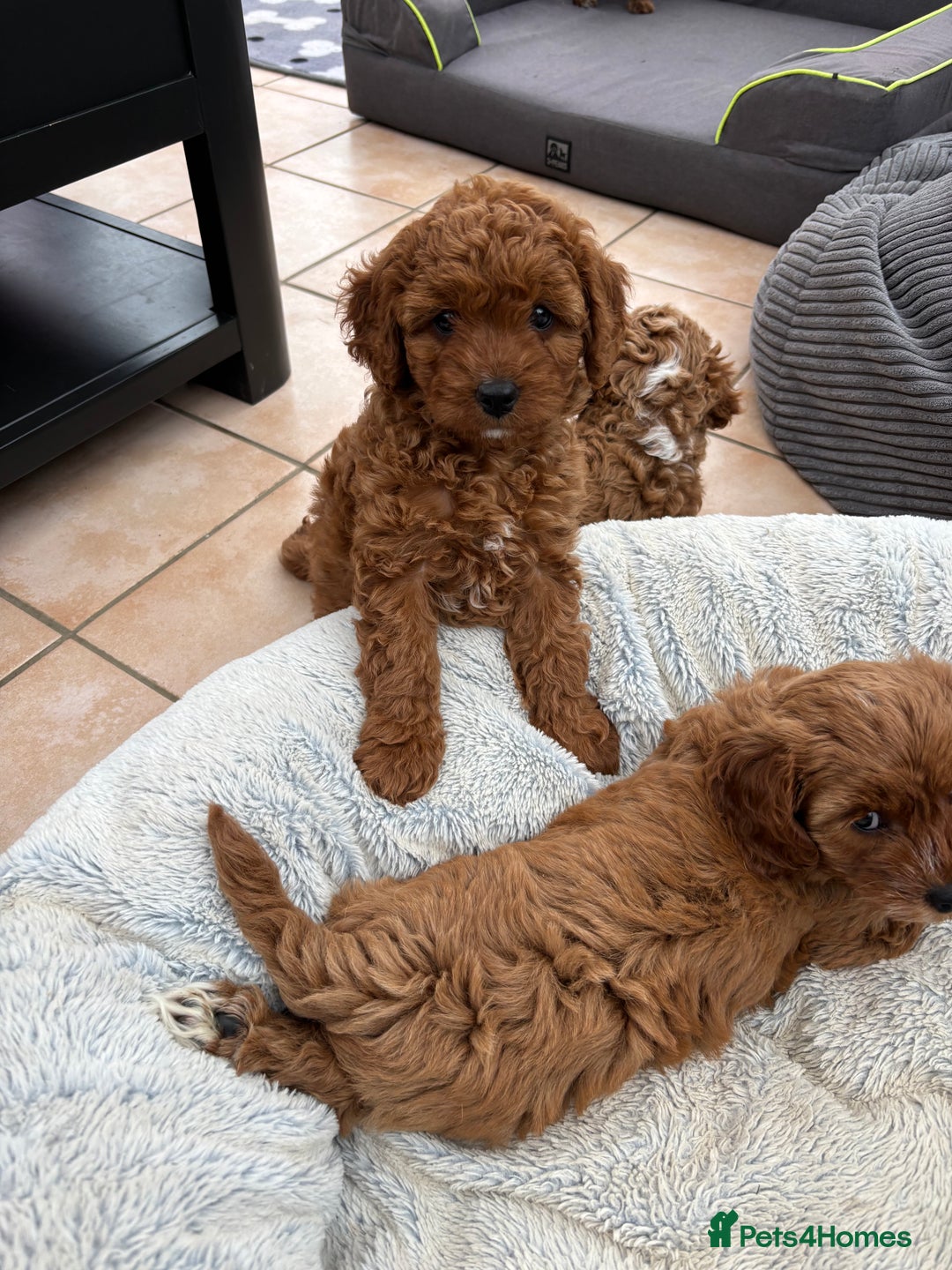 Cavapoo dogs for sale: Mr cavapoo F1B  - Image 10