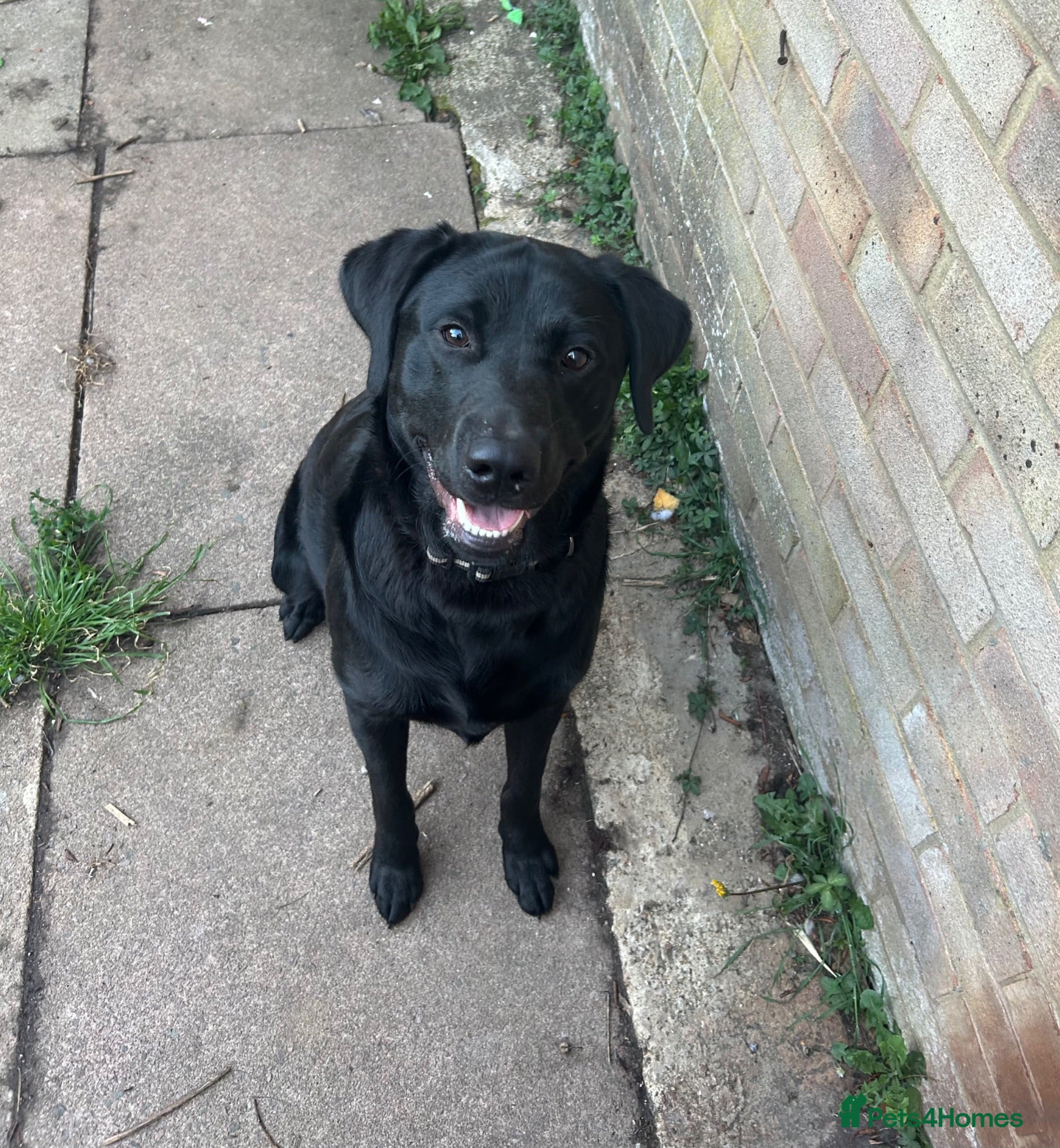 Labrador Retriever dogs 1 Year Old Looking for an Experienced,Active Home - Advert 1