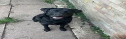 Labrador Retriever dogs for sale: 1 Year Old Looking for an Experienced,Active Home - Advert 1