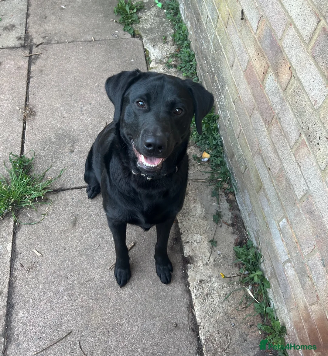 Labrador Retriever dogs for sale: 1 Year Old Looking for an Experienced,Active Home - Advert 1