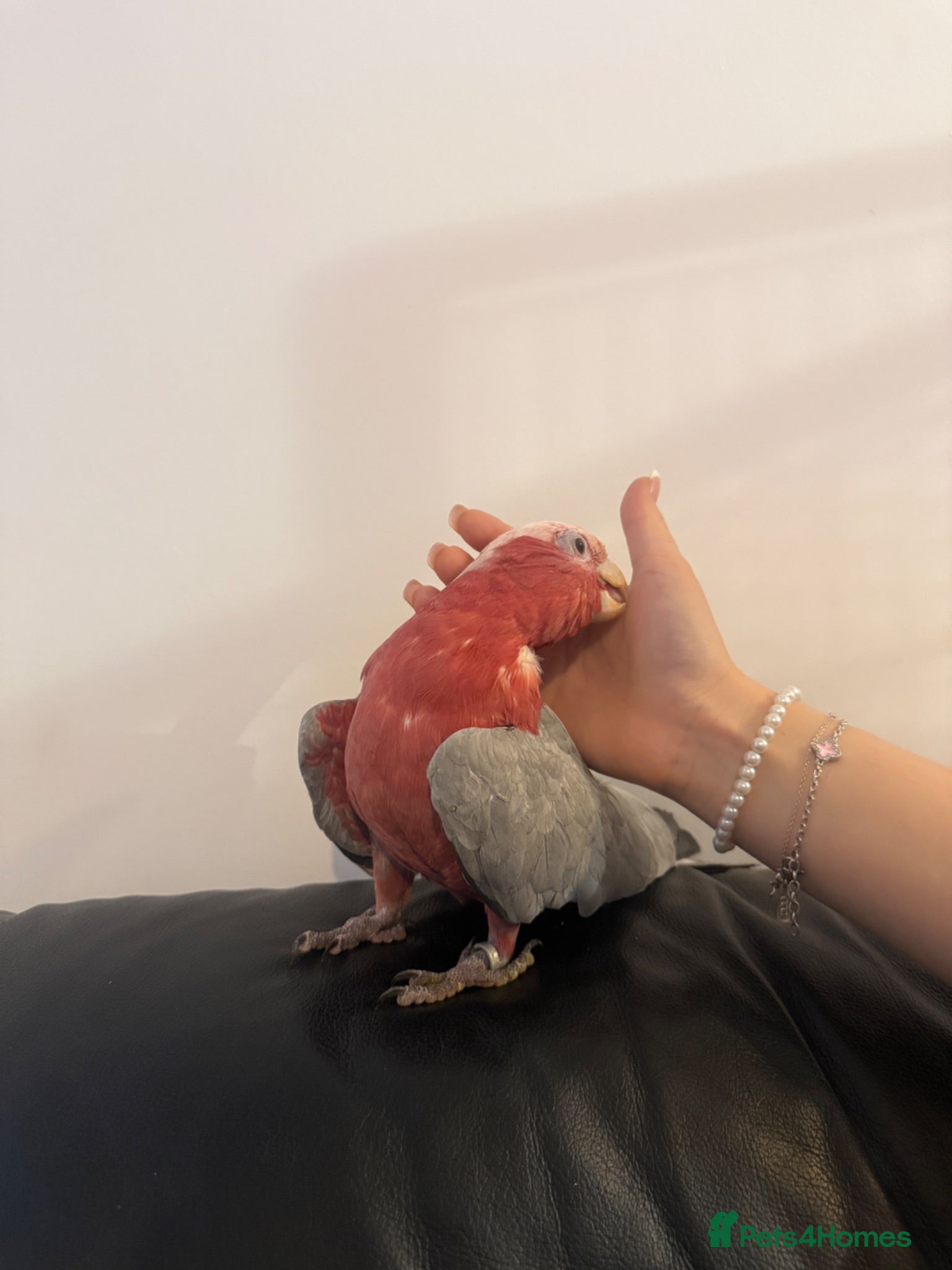 Cockatoo birds for sale: Ghala Cockatoo talking friendly parrot  - Advert 1