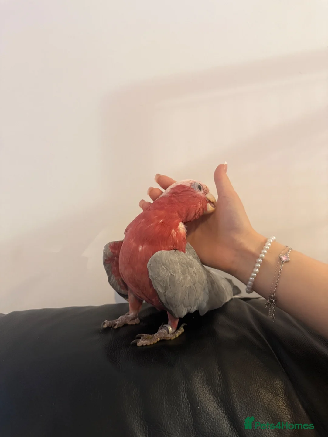 Cockatoo birds for sale: Ghala Cockatoo talking friendly parrot  - Advert 1
