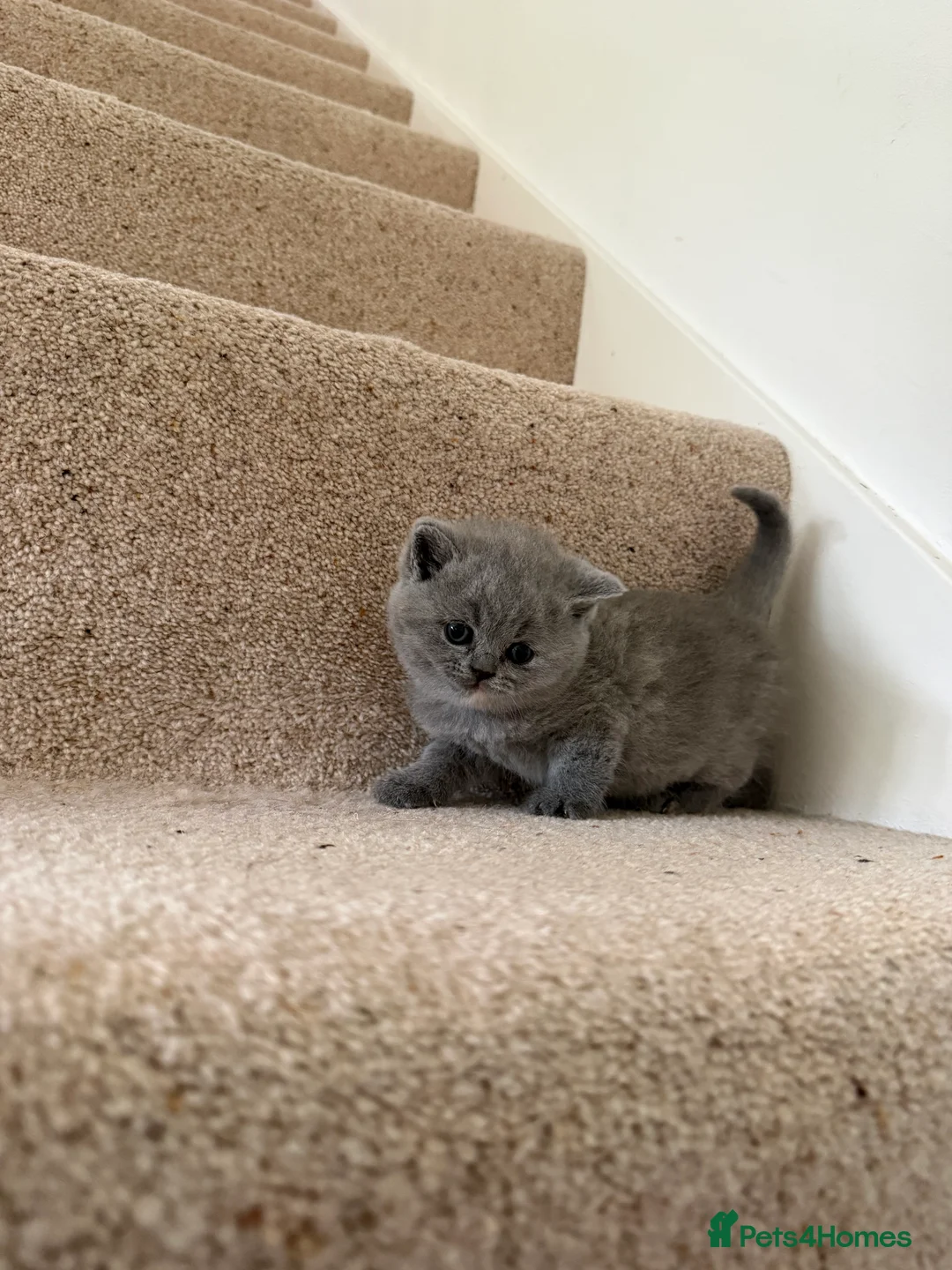 British Shorthair cats for sale: Stunning GCCF BSH - Tortie and Bi colour  - Advert 15