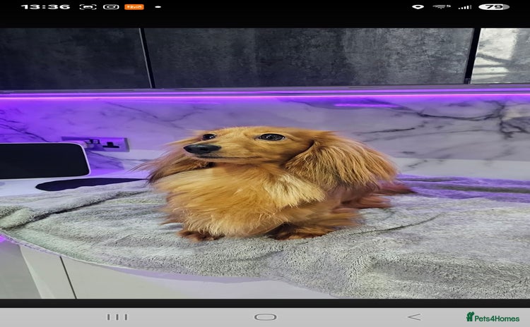 Miniature Dachshund dogs - Advert 5