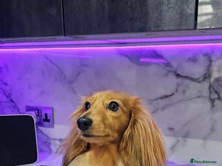 Miniature Dachshund dogs - Advert 17