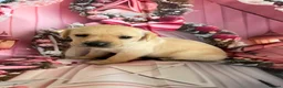 Labrador Retriever dogs for sale: Labrador puppies deposit secures in Castleford - Advert 3