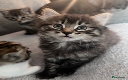 Mixed Breed cats for sale: Tabby boy  - Image 4