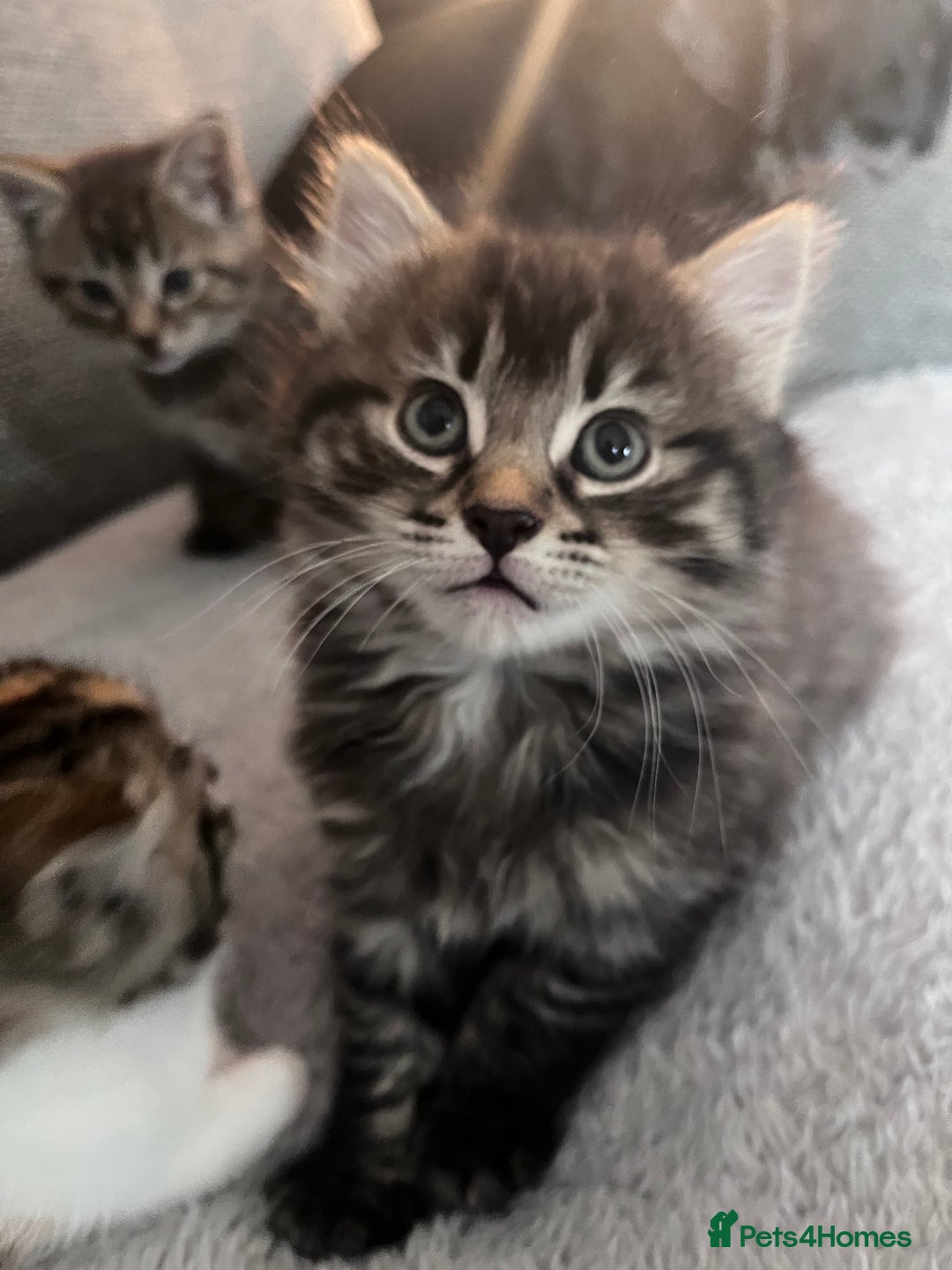 Mixed Breed cats for sale: Tabby boy  - Image 4