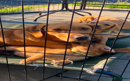 Labrador Retriever dogs for sale: Fox Red Labrador Puppies  - Image 24