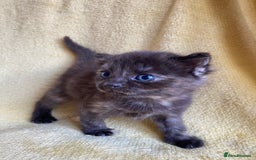 Maine Coon cats for sale: Maine coon x - Image 21