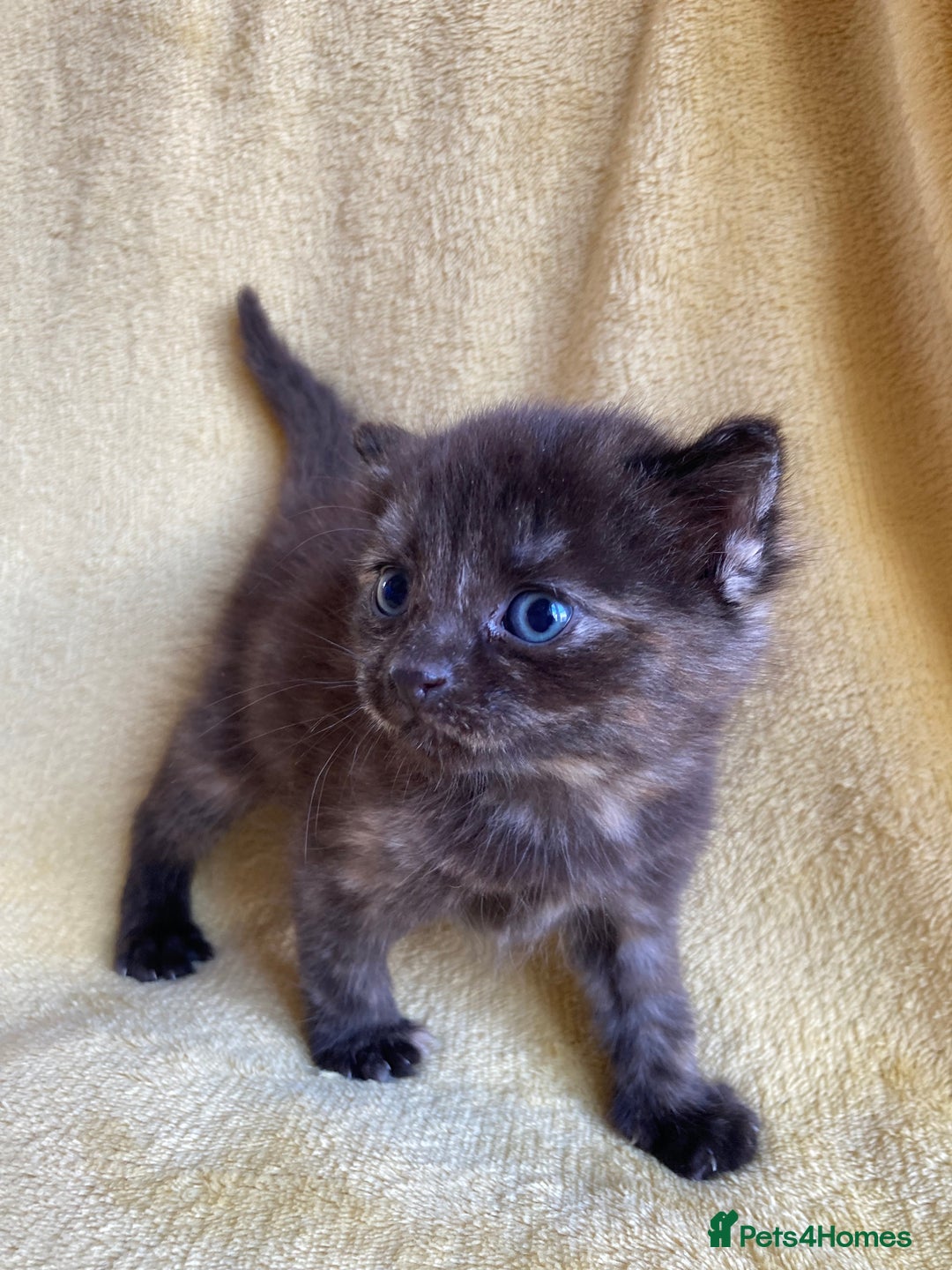 Maine Coon cats for sale: Maine coon x - Image 21