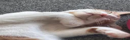 Mixed Breed cats for sale: Male cat aged 7 months in Exmouth - Advert 3