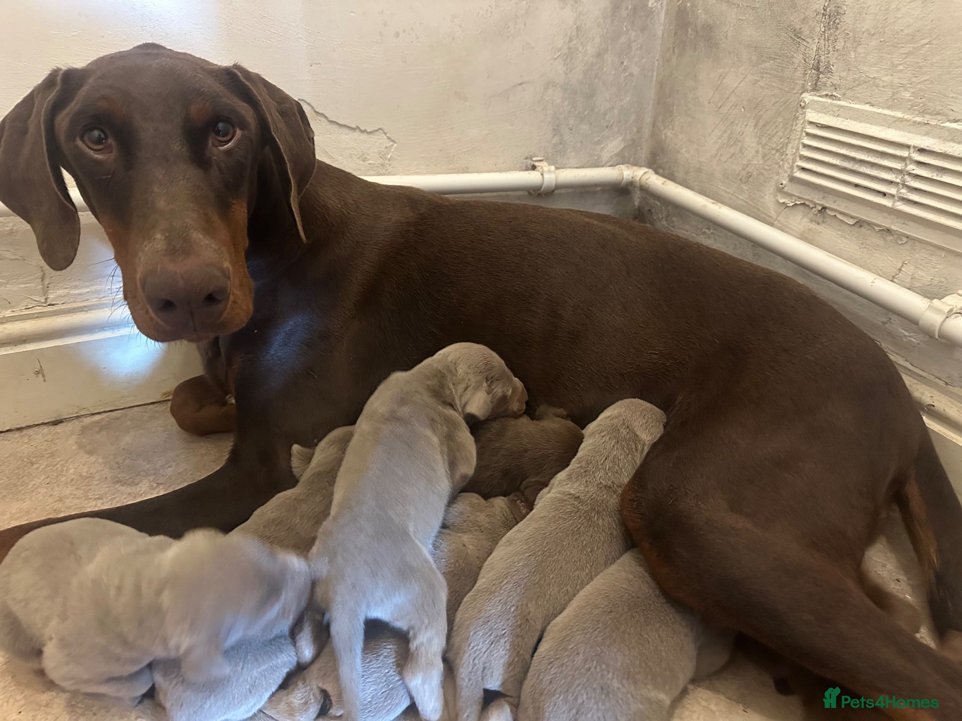 Dobermann dogs READY NOW STUNNING KC REGISTERED DOBERMAN PUPPIES - Advert 1