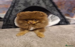 Pomeranian dogs for stud: For stud  in Billingham - Image 8
