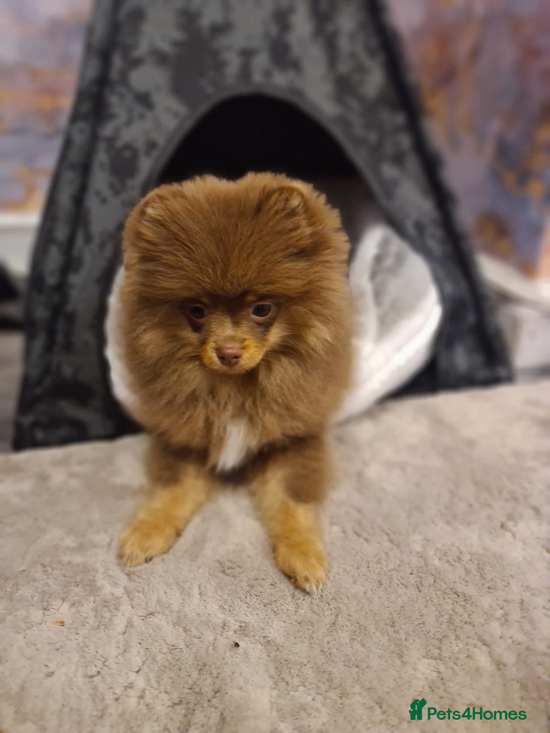 Pomeranian dogs for stud: For stud  in Billingham - Image 8