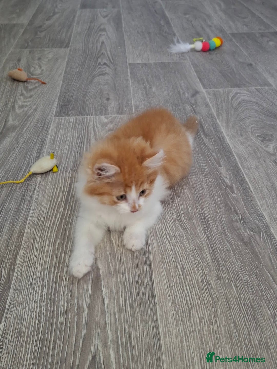 Maine Coon cats for sale: Beautiful Part Maine Coon/Ragdoll Long Haired Male - Advert 10