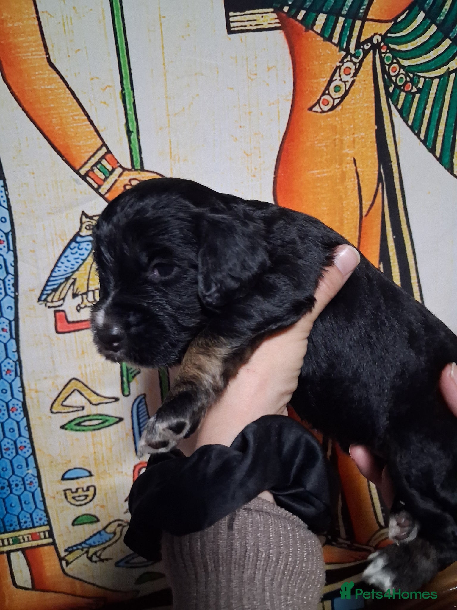 Cocker Spaniel dogs 6 stunning working cocker spaniels - Advert 1