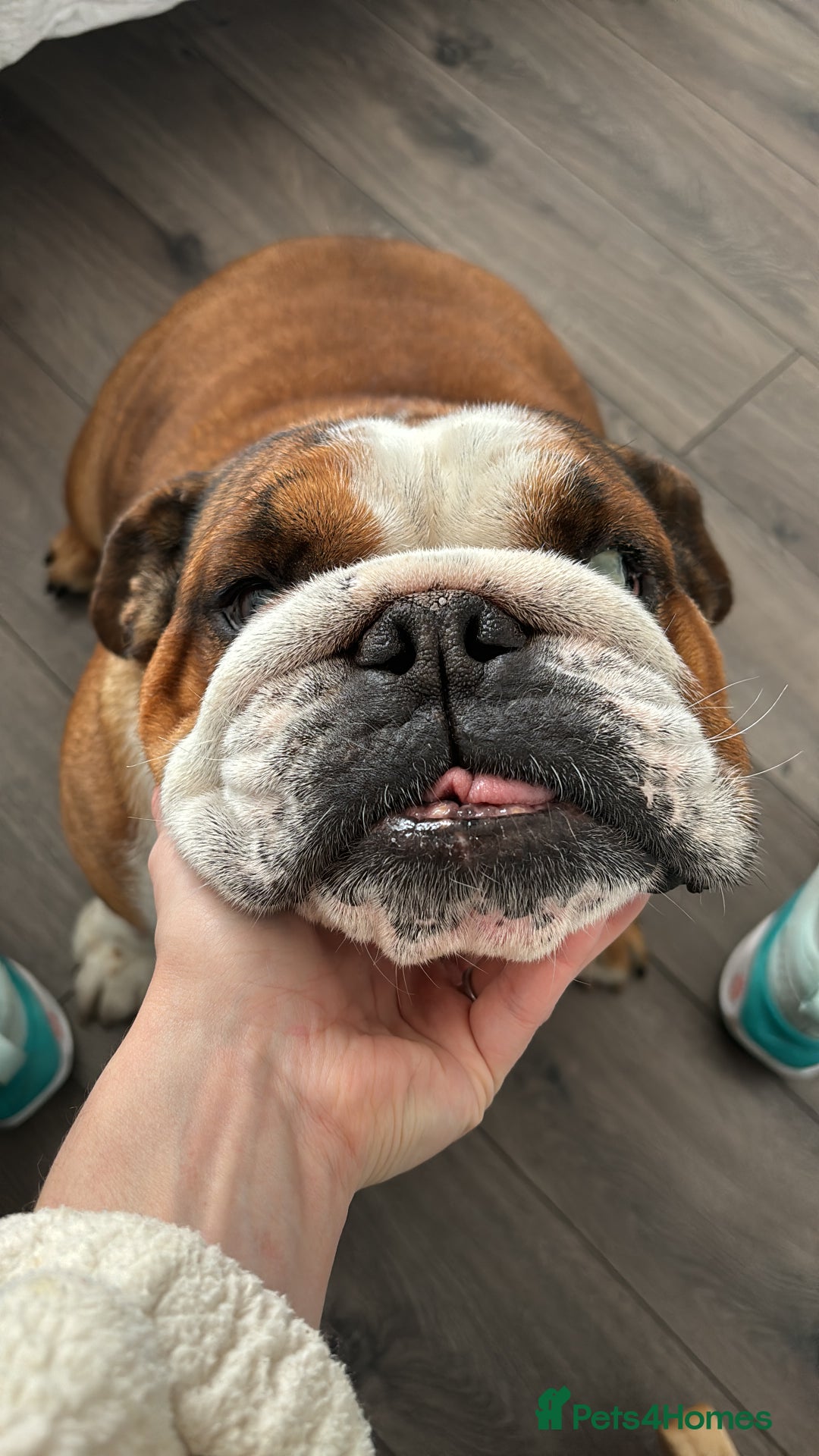 English Bulldog dogs for sale: English bulldog for rehoming  - Advert 2