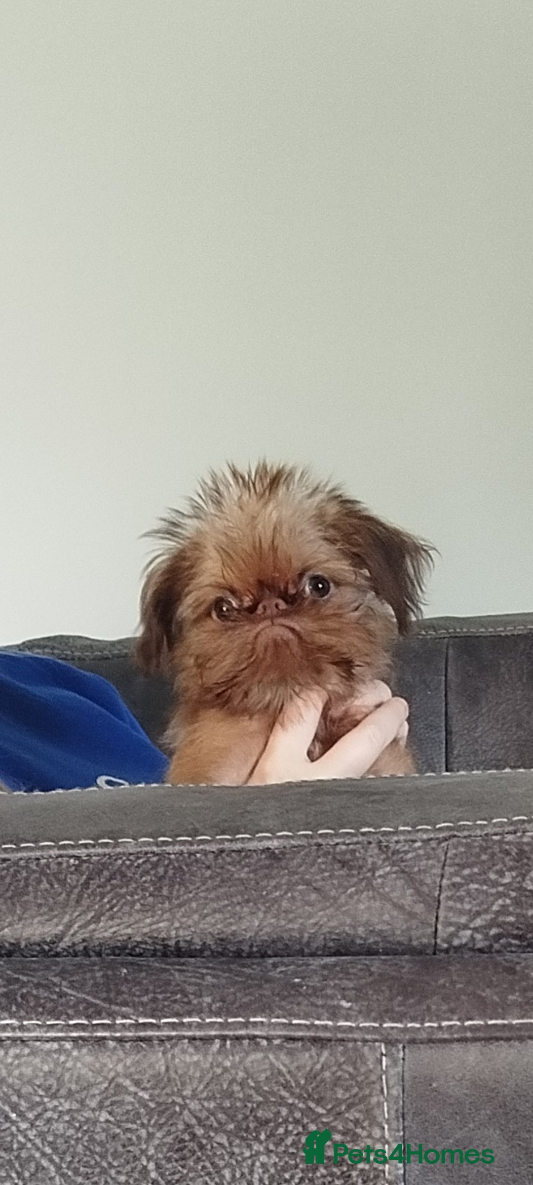 Griffon Bruxellois dogs for sale: Cute Female Griffon  - Advert 10