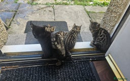 Bengal cats for sale: Mix breed Bengal + Tabby - Image 5