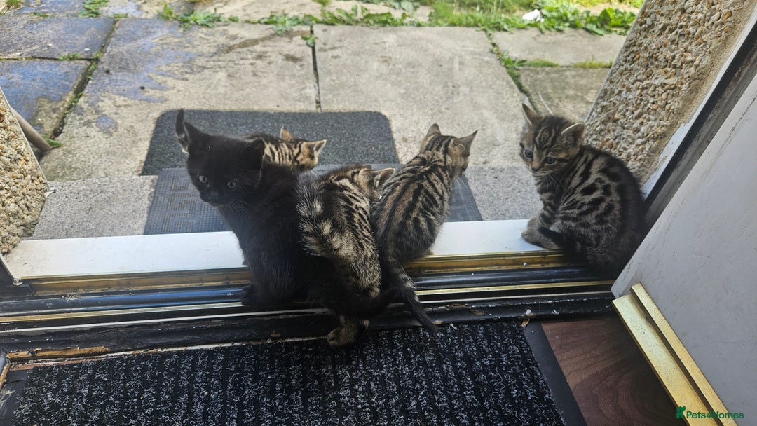 Bengal cats for sale: Mix breed Bengal + Tabby - Image 5