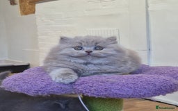 British Shorthair cats for sale: GCCF Registered British Sh & Lh Kittens - Champion - Image 13