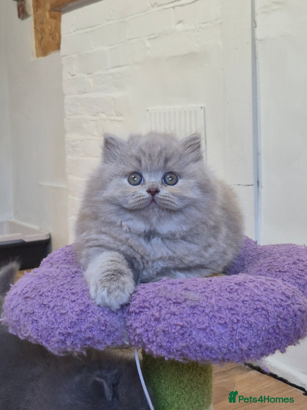 British Shorthair cats for sale: GCCF Registered British Sh & Lh Kittens - Champion - Image 13