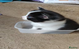 Mixed Breed cats for sale: Stunning long hair kittens for sale - Image 17