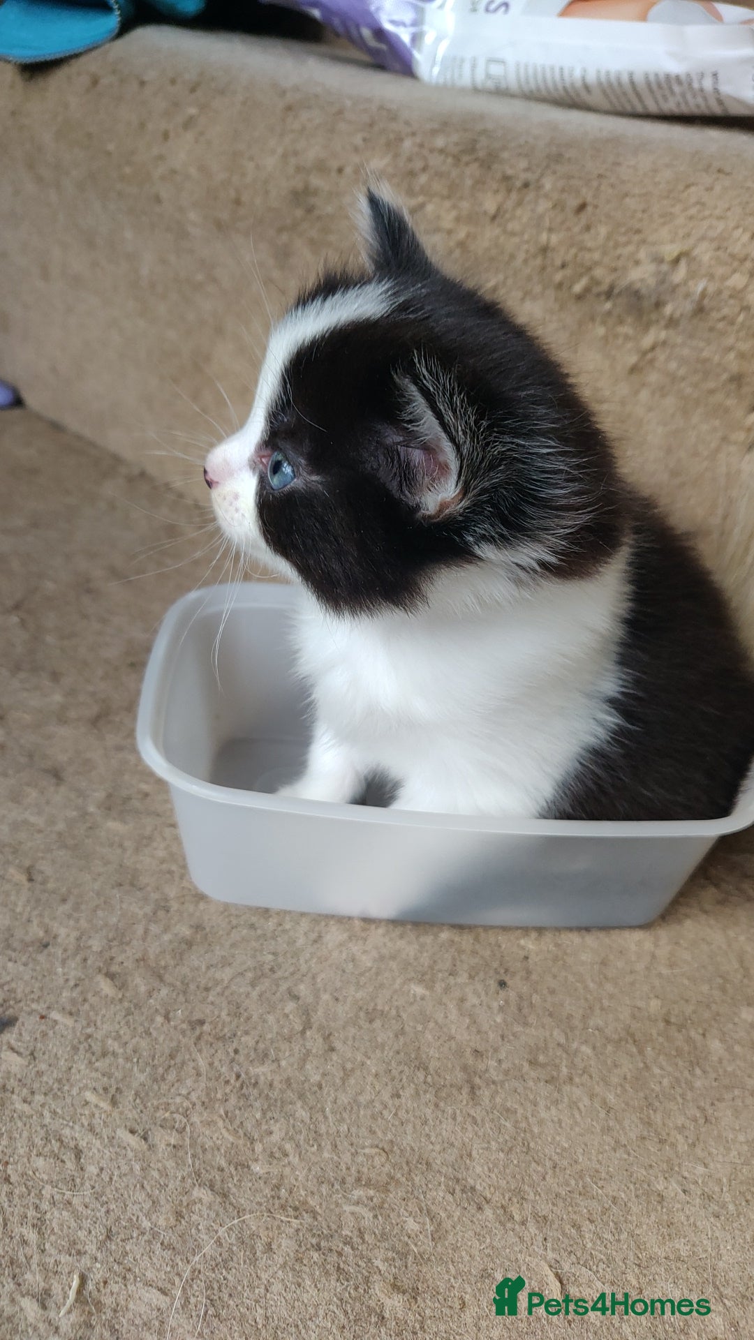 Mixed Breed cats for sale: Stunning long hair kittens for sale - Image 17
