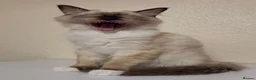 Ragdoll cats for sale: 3 Fluffy boys left  - Advert 5