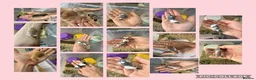 Mouse rodents for sale: 🐭 Friendly Fancy Mice - Males & Females 🐭 - Advert 3