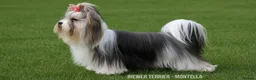 Yorkshire Terrier dogs for sale: Six Adorable Biewer Terrier Puppies! - Advert 8