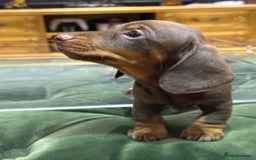Miniature Dachshund dogs for sale: Three superb girls available NOW - Image 6